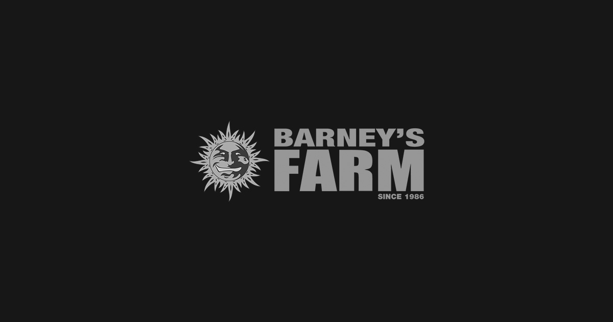 Насіння коноплі Barneys Farm CBD в Україні купити в Україні ┃ Errors Seeds